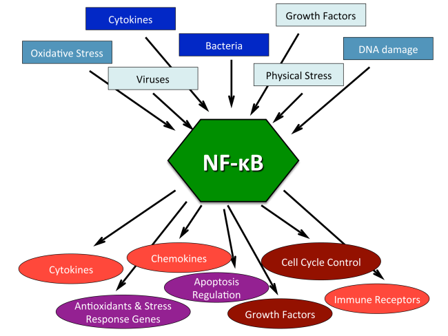 Sammensætning utilsigtet hændelse Udvinding NF-κB in Aging and Disease
