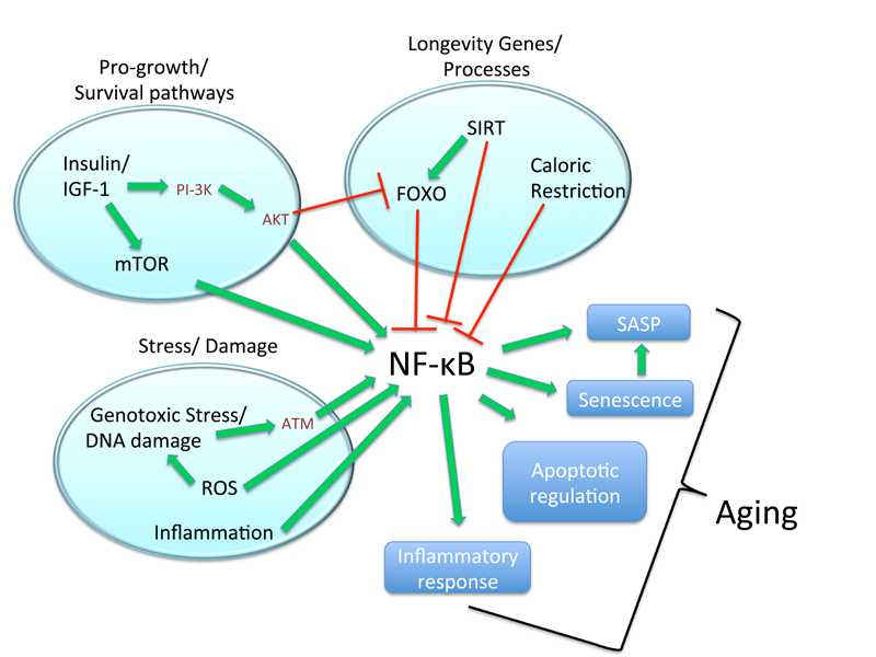 pdf Microbial diversity and biotechnology