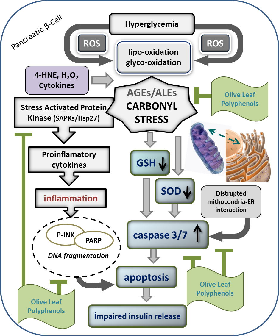 carbonyl stress in aging process role of vitamins and phytochemicals as redox regulators