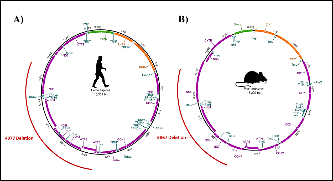 aging and disease