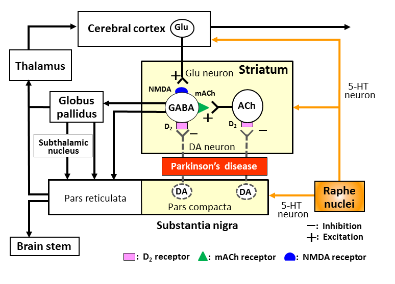 Improving The Treatment Of Parkinson S Disease A Novel Approach By Modulating 5 Ht Sub 1a Sub Receptors