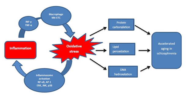 accelerated aging in schizophrenia patients the potential role of oxidative stress
