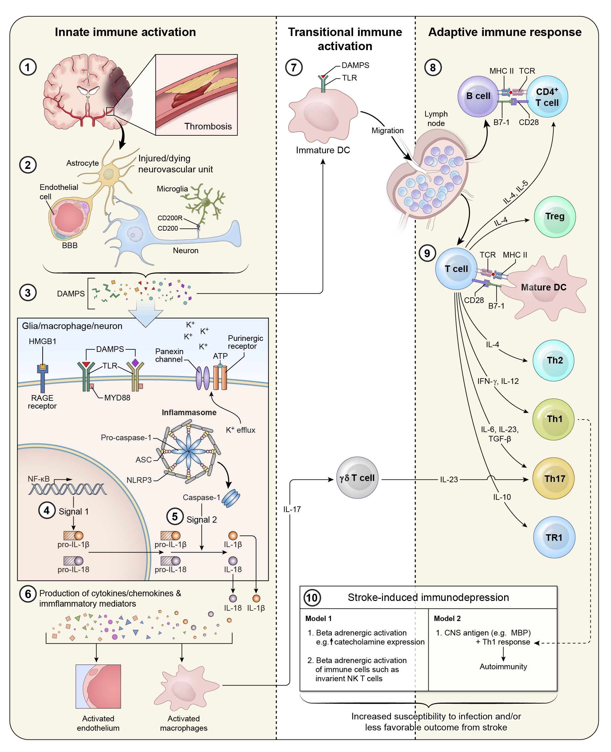 The Immune Response to Acute Focal Cerebral Ischemia and Associated