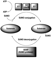 Sumoylation Novel Neuroprotective Approach For Alzheimer S Disease