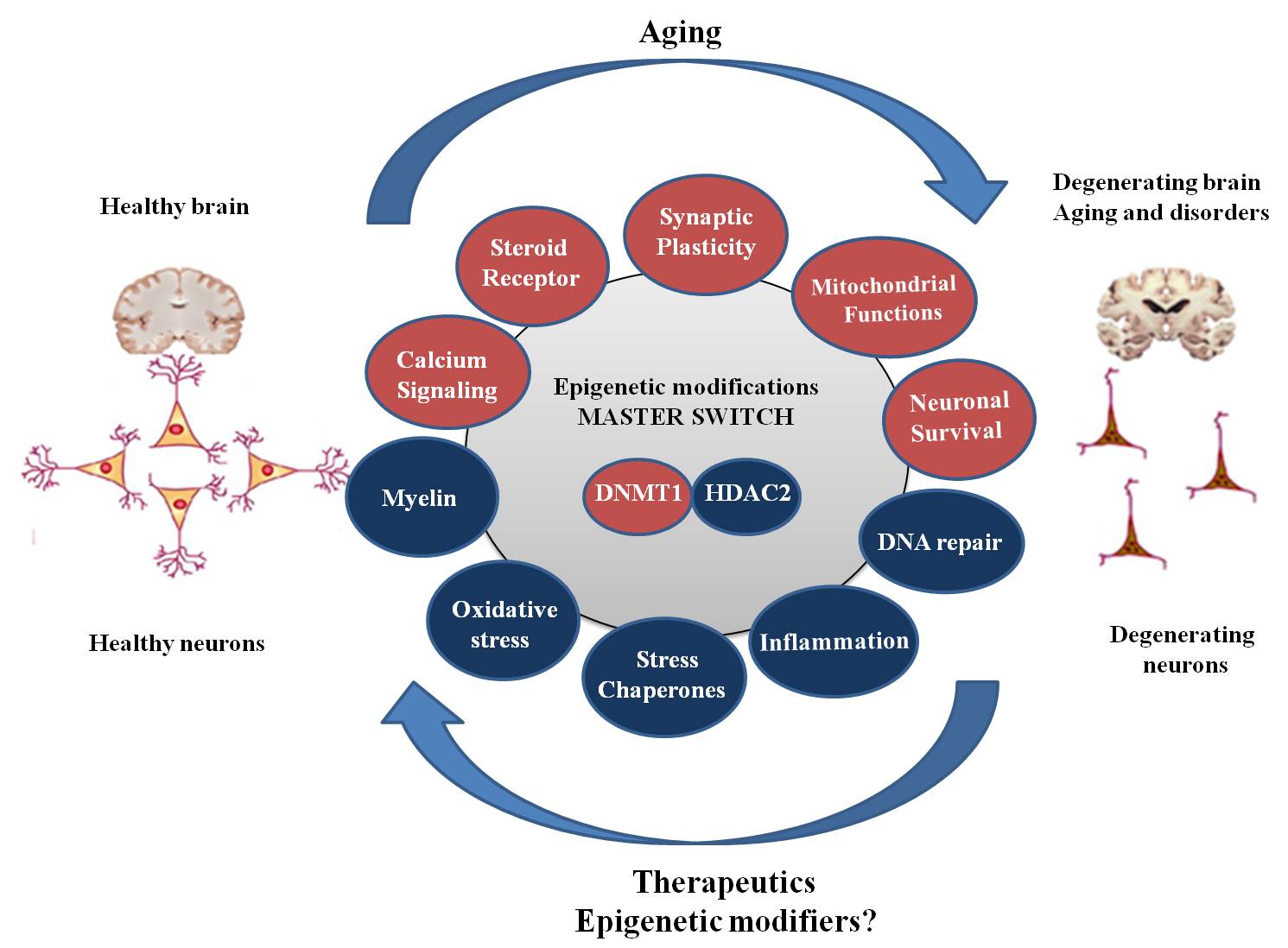 download autoantibodies and autoimmunity: molecular