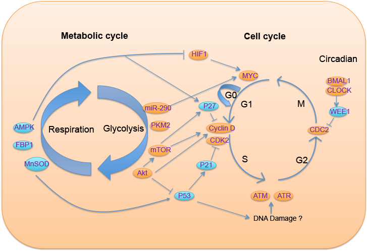 associations among metabolism circadian rhythm and age associated diseases