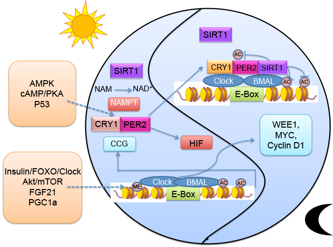The Emergence of Life; From Chemical Origins to Synthetic