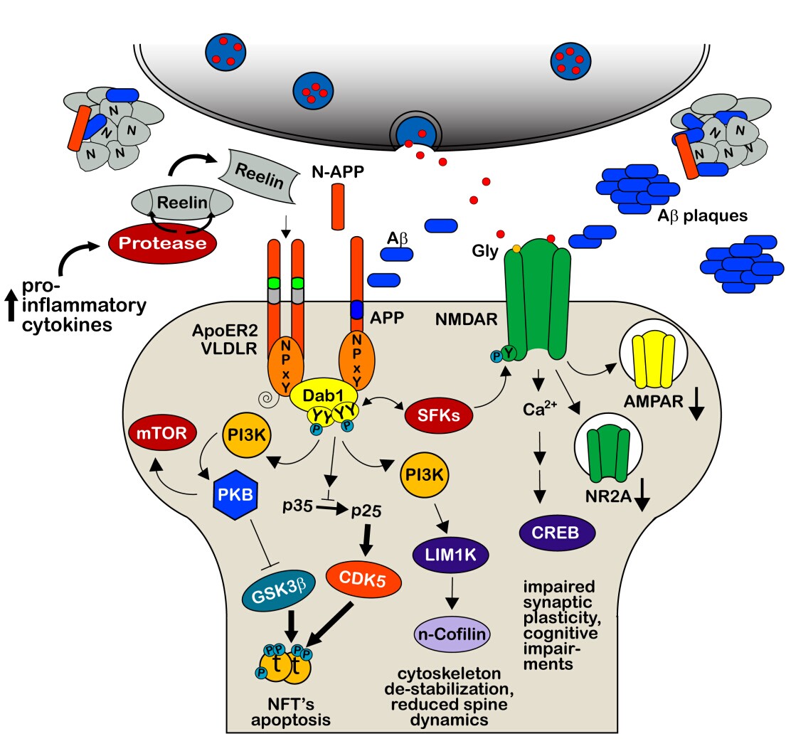 Reelinmediated Signaling during Normal and Pathological Forms of Aging