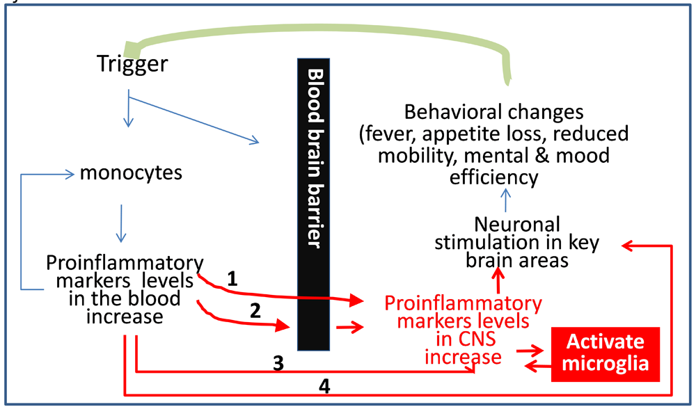 flavonoids and brain health multiple
