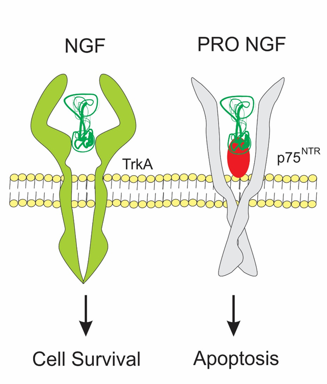 Nerve Growth Factor (NGF)