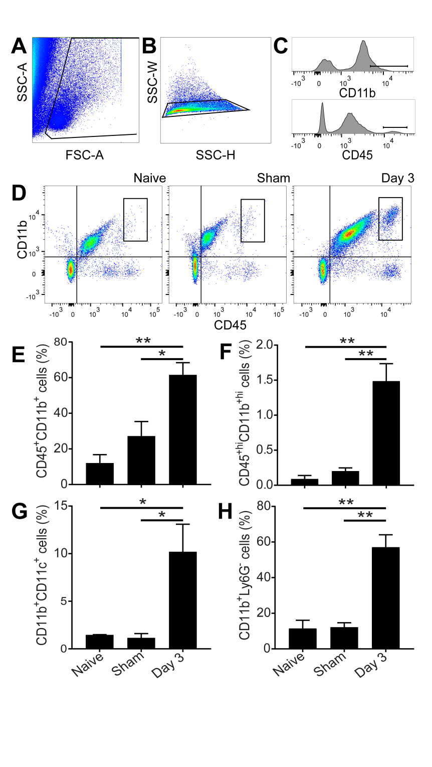 Invasion Of Peripheral Immune Cells Into Brain Parenchyma After Cardiac Arrest And Resuscitation