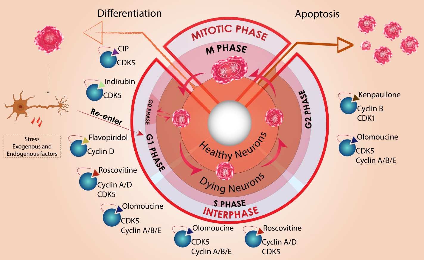 Cell Cycle Deficits in Neurodegenerative Disorders Uncovering