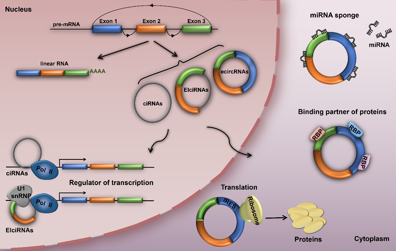 Circular RNAs Promising Biomarkers for Agerelated Diseases