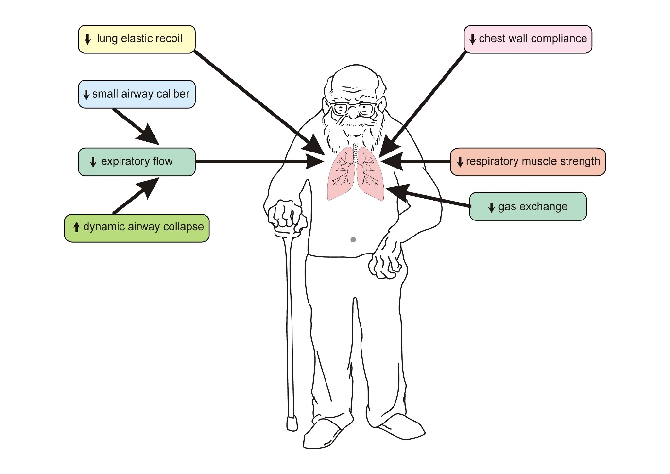 Handgrip Strength and Pulmonary Disease in the Elderly: What is the Link?