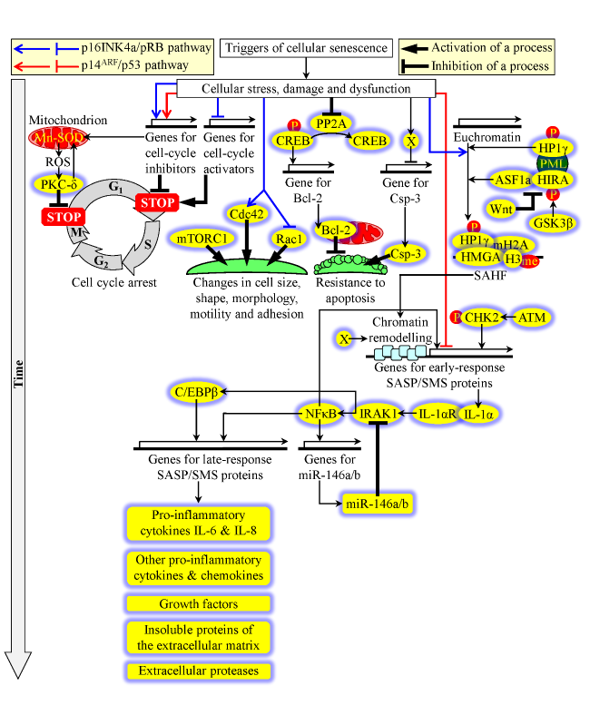 The Intricate Interplay between Mechanisms Underlying Aging