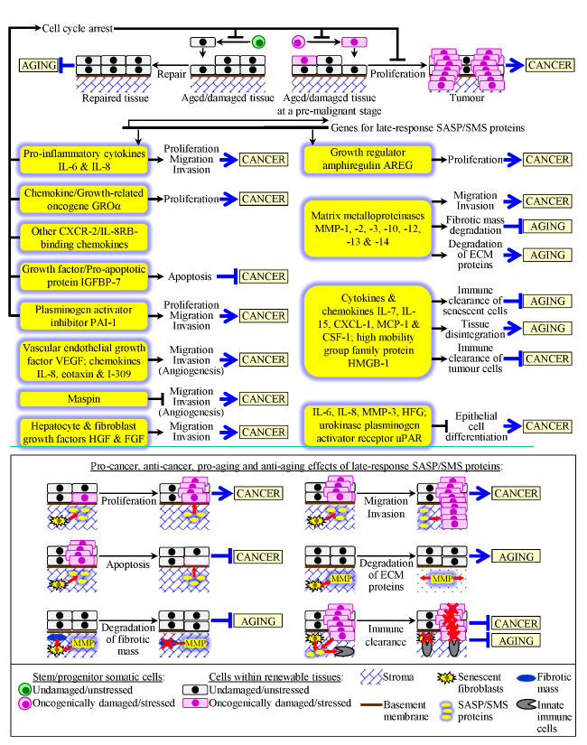 The Intricate Interplay between Mechanisms Underlying Aging