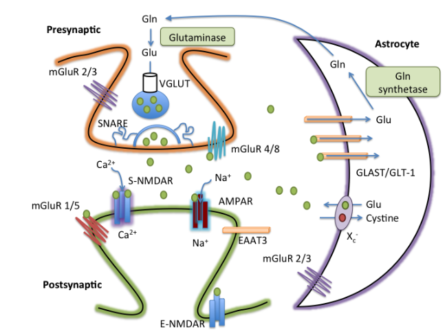 The Role of the Tripartite Glutamatergic Synapse in the