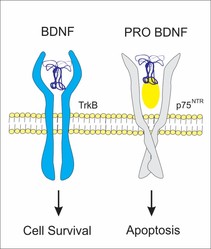 bpc 157 human clinical trials tendon healing Meet BPC-157  The Healing Peptide Tendons. Ligaments. Joints. Gut. Your  body has an incredible ability to repair itself. BPC-157 just turns up the  volume on that signal. This accelerated healing peptide