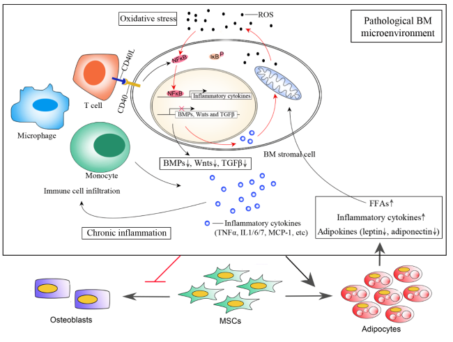 The Role of Bone Marrow Microenvironment in Governing the