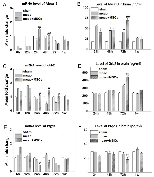 Proteomic Analysis of the Peri-Infarct Area after Human