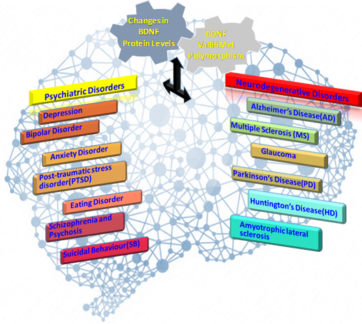 BDNF Polymorphism: A Review of Its Diagnostic and Clinical