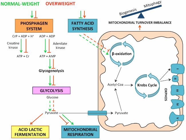 【ad】 Overweight in the Elderly Induces a Switch in Energy