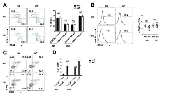 Role of Phytoestrogen-Rich Bioactive Substances (Linum