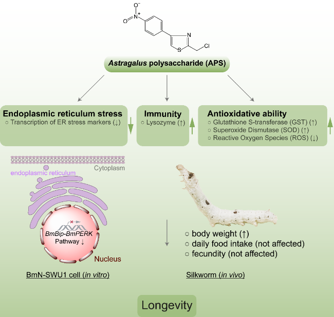 glutathione cancer pathophysiology Role of GSH in carcinogenesis . Glutathione has been shown to regulate