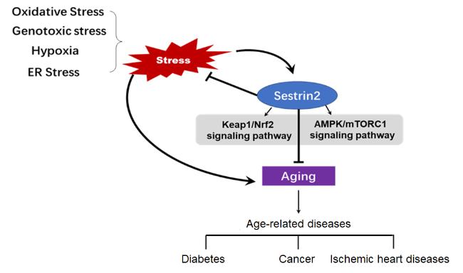 The Emerging Role of Sestrin2 in Cell Metabolism, and