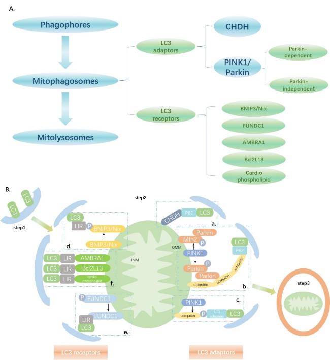 cigarette smoke p53 parkin mitophagy Mitophagy's impacts on cancer and neurodegenerative diseases: implications for future therapies Role of Mitophagy in Cardiovascular
