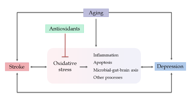 Oxidative Stress at the Crossroads of Aging, Stroke and