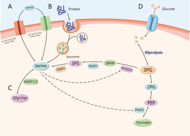 key role of serine in glutathione transferase functions Antioxidant function glutathione. GST: transferase; Overview of Serine Metabolism -