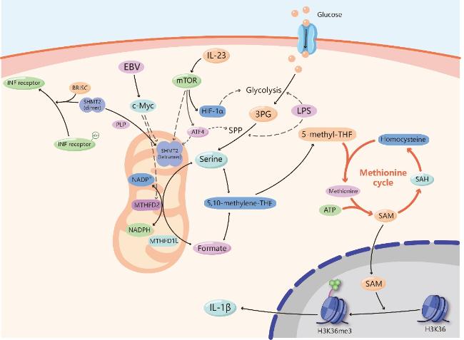 key role of serine in glutathione transferase functions and Metabolism Regulation: A Novel Mechanism Antitumor Immunity and Senescence Size:150 Count Millipore Glutathione−Agarose, lyophilized powder #whitening day cream
