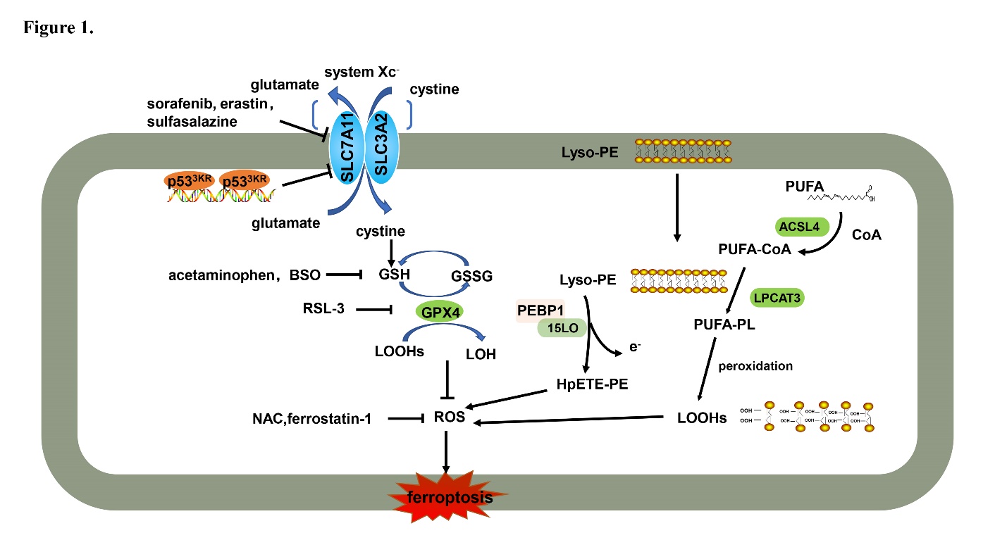 Mechanism of Ferroptosis: A Potential Target for Cardiovascular Diseases  Treatment