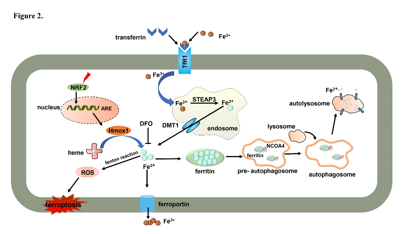 cars glutathione ferroptosis Mechanism of Ferroptosis: A Potential Target for Cardiovascular Diseases  Treatment