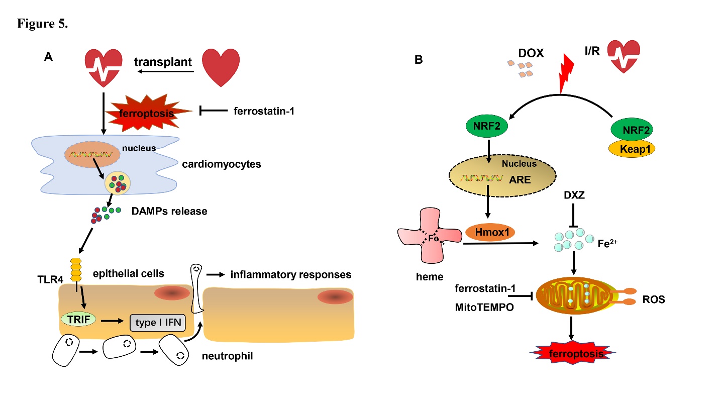 Mechanism of Ferroptosis: A Potential Target for Cardiovascular Diseases  Treatment