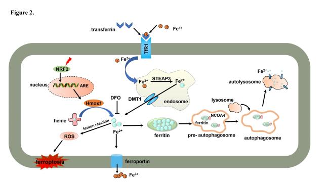Mechanism of Ferroptosis: A Potential Target for Cardiovascular Diseases  Treatment