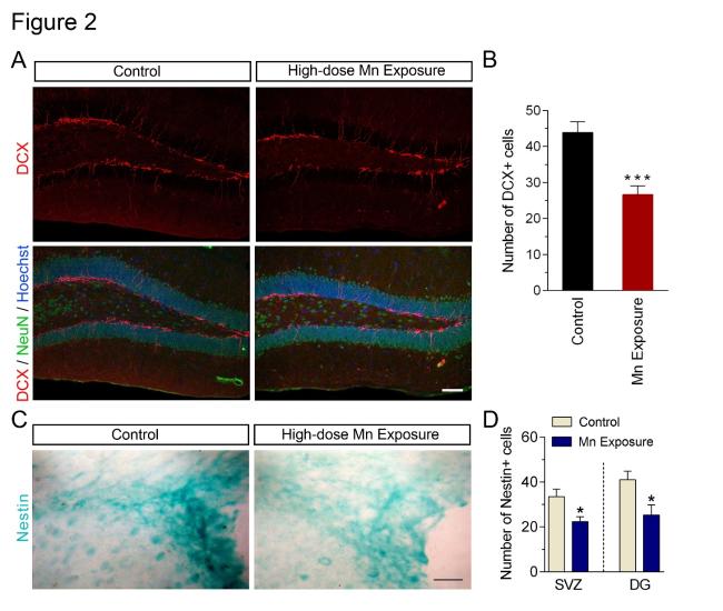Intracerebral Transplantation of Neural Stem Cells Restores