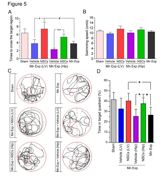 Intracerebral Transplantation of Neural Stem Cells Restores