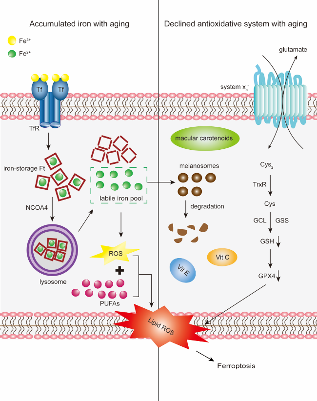 glutathione peroxidase iron deficiency Role of iron, and lipid peroxidation in ferroptosis. Arrows The glutathione peroxidase Gpx4 prevents