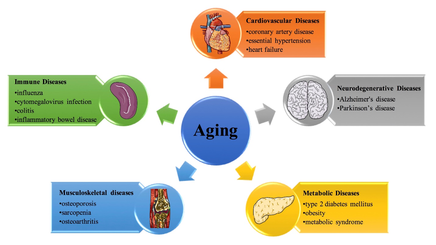 Spermidine for aging 