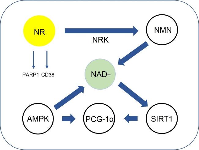Recent Neurotherapeutic Strategies to Promote Healthy Brain