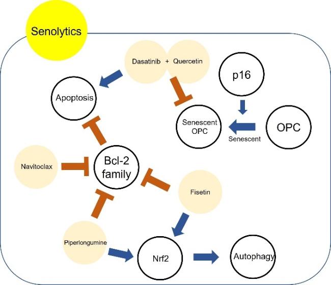 Recent Neurotherapeutic Strategies to Promote Healthy Brain