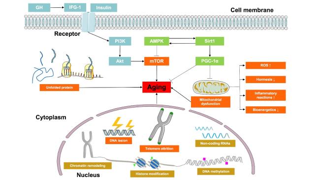 glp 1 agonists alzheimer's Novel Insights into the Roles and Mechanisms of GLP-1 Receptor Agonists  against Aging-Related Diseases