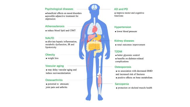 glp 1 joint inflammation Novel Insights into the Roles and Mechanisms of GLP-1 Receptor Agonists  against Aging-Related Diseases