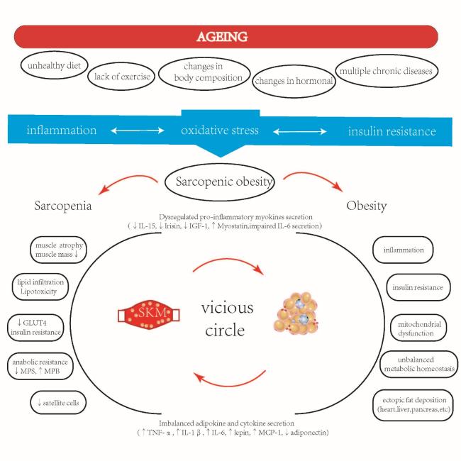 fort wayne glutathion Sarcopenic Obesity: An Emerging Public Health Problem active white l glutathione