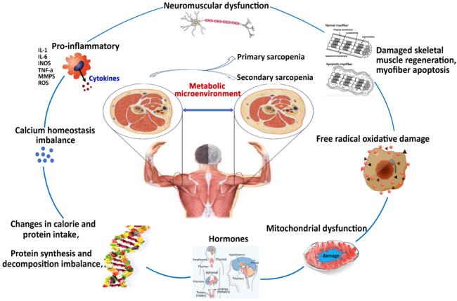 Skeletal Muscle Metabolic Alternation Develops Sarcopenia