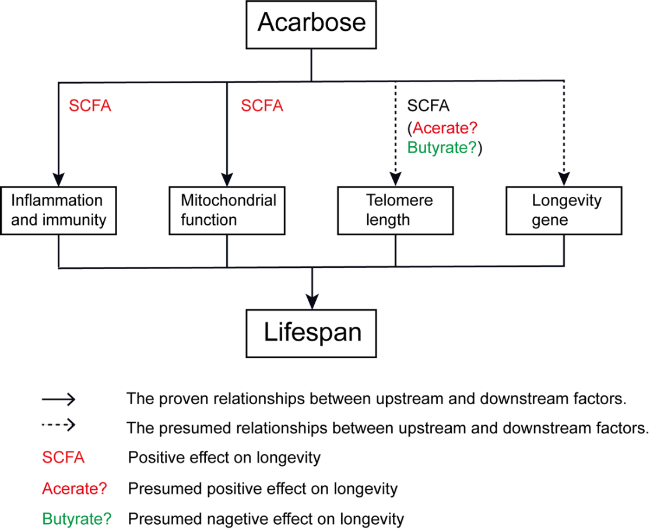 acarbose glp-1 Extension of the Life Span by Acarbose: Is It Mediated by the Gut  Microbiota?