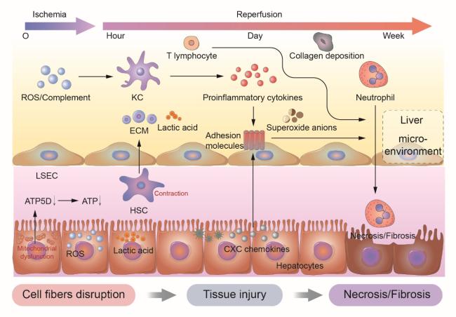 新品　ＨＲ　ベーシック　２箱 Targeting the Hepatic Microenvironment to Improve Ischemia