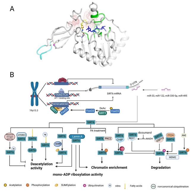 SIRT6 in Aging, Metabolism, Inflammation and Cardiovascular